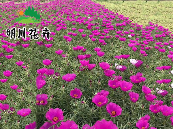 馬齒苋