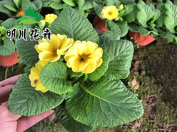 報春（黃色）