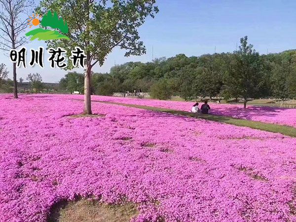 芝櫻花(huā)海