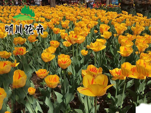 郁金香花(huā)海