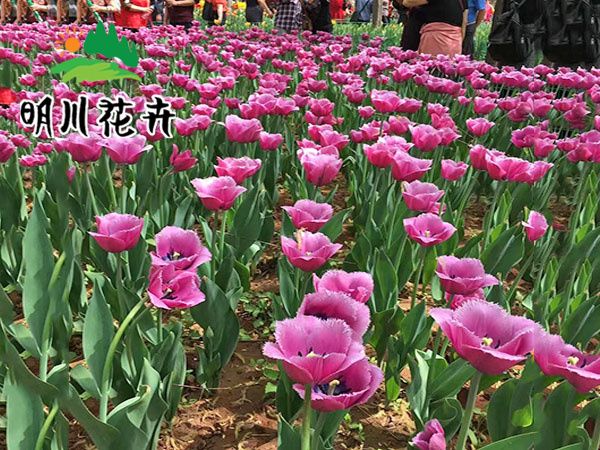 郁金香花(huā)海