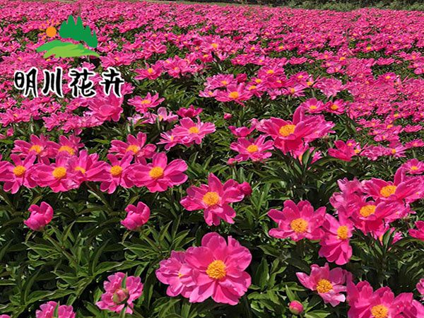 芍藥花(huā)海