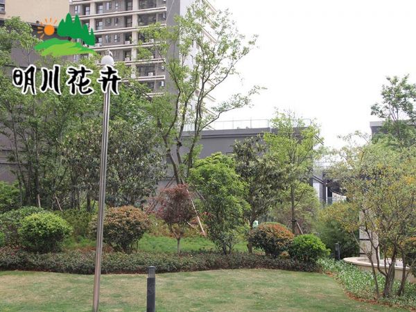 小(xiǎo)區(qū)綠化