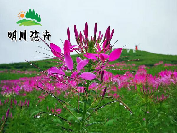 景觀花(huā)海