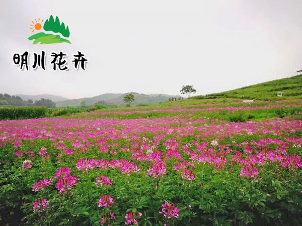 景觀花(huā)海