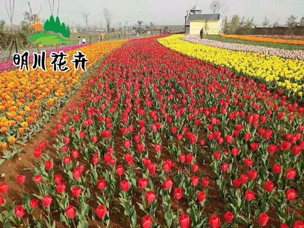 景觀花(huā)海