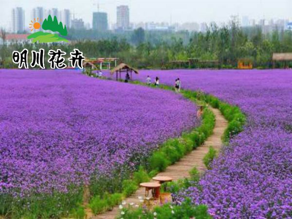 景觀花(huā)海