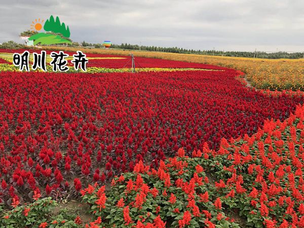 景觀花(huā)海