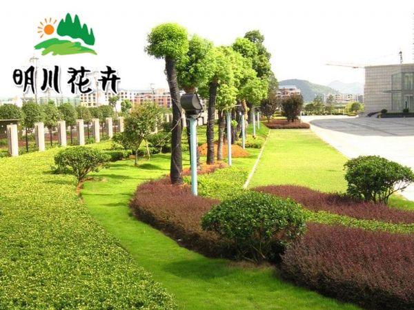 綠化苗木(mù)