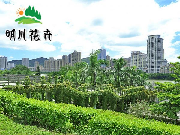 綠化苗木(mù)